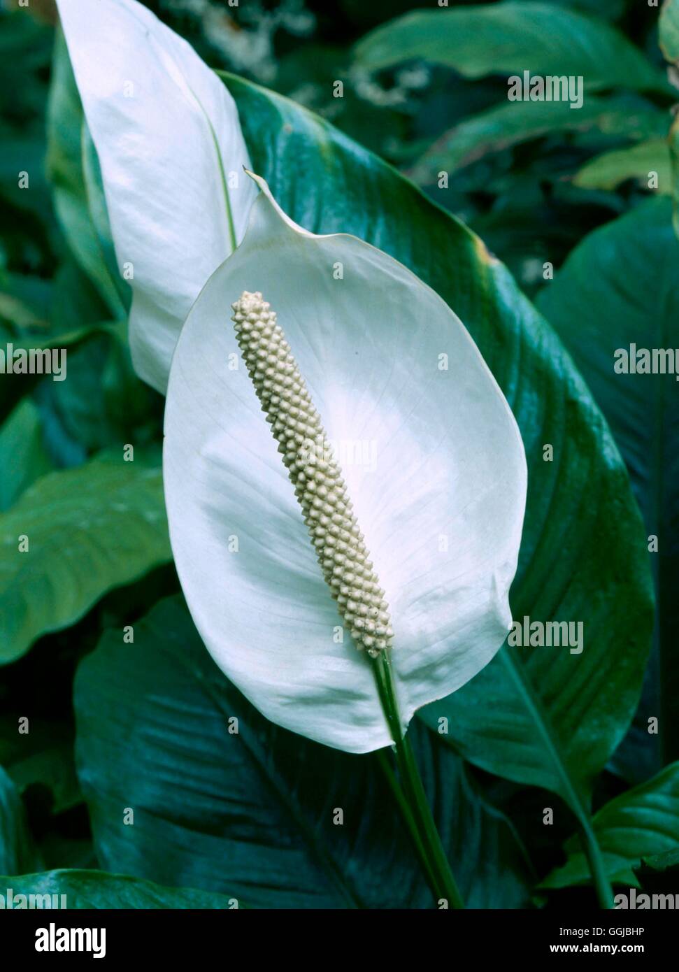 Spathiphyllum - `Mauna Loa'   HPS041450 Stock Photo